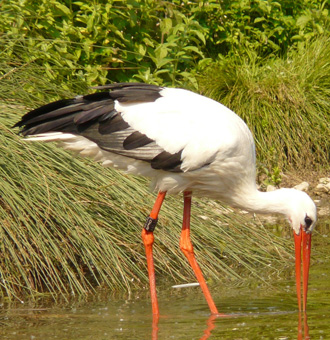 Storch